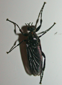 Bibio sp.